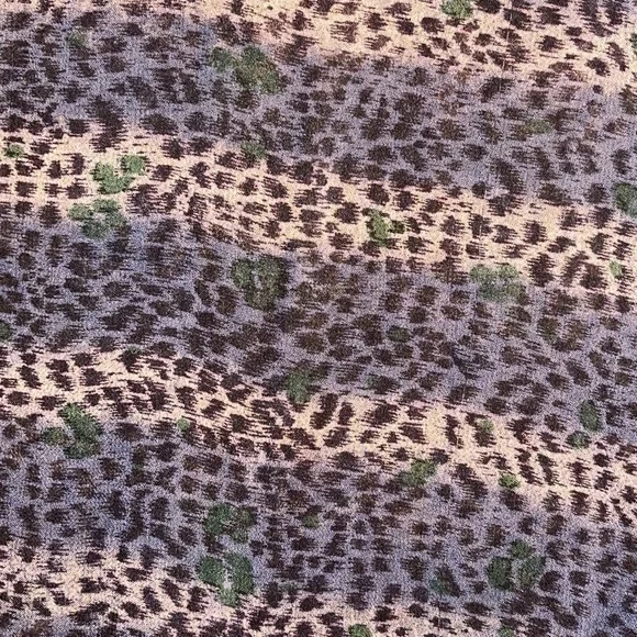 Silk Chiffon Cheetah Print Sheer Oblong Scarf 74” X 12”